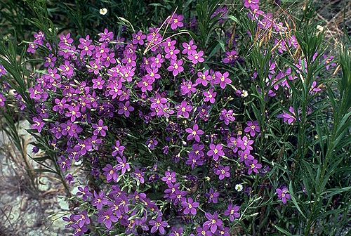 Sabatia campestris